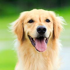 愛犬との幸せな暮らしをサポートするドッグスクール