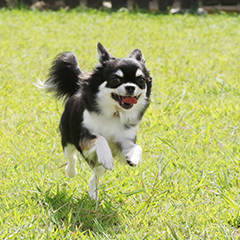 愛犬との幸せな暮らしをサポートするドッグスクール